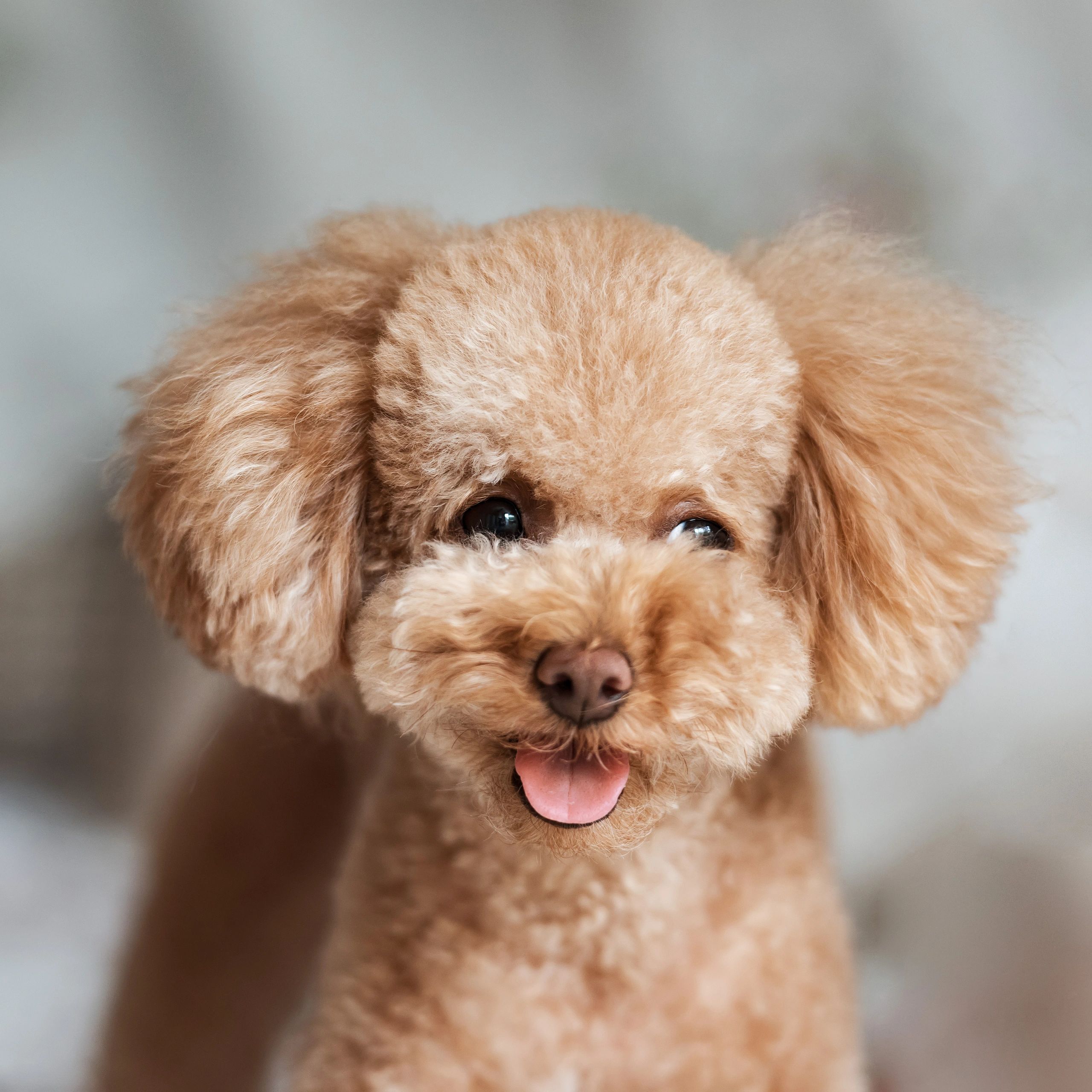 Close-up of a fluffy puppy