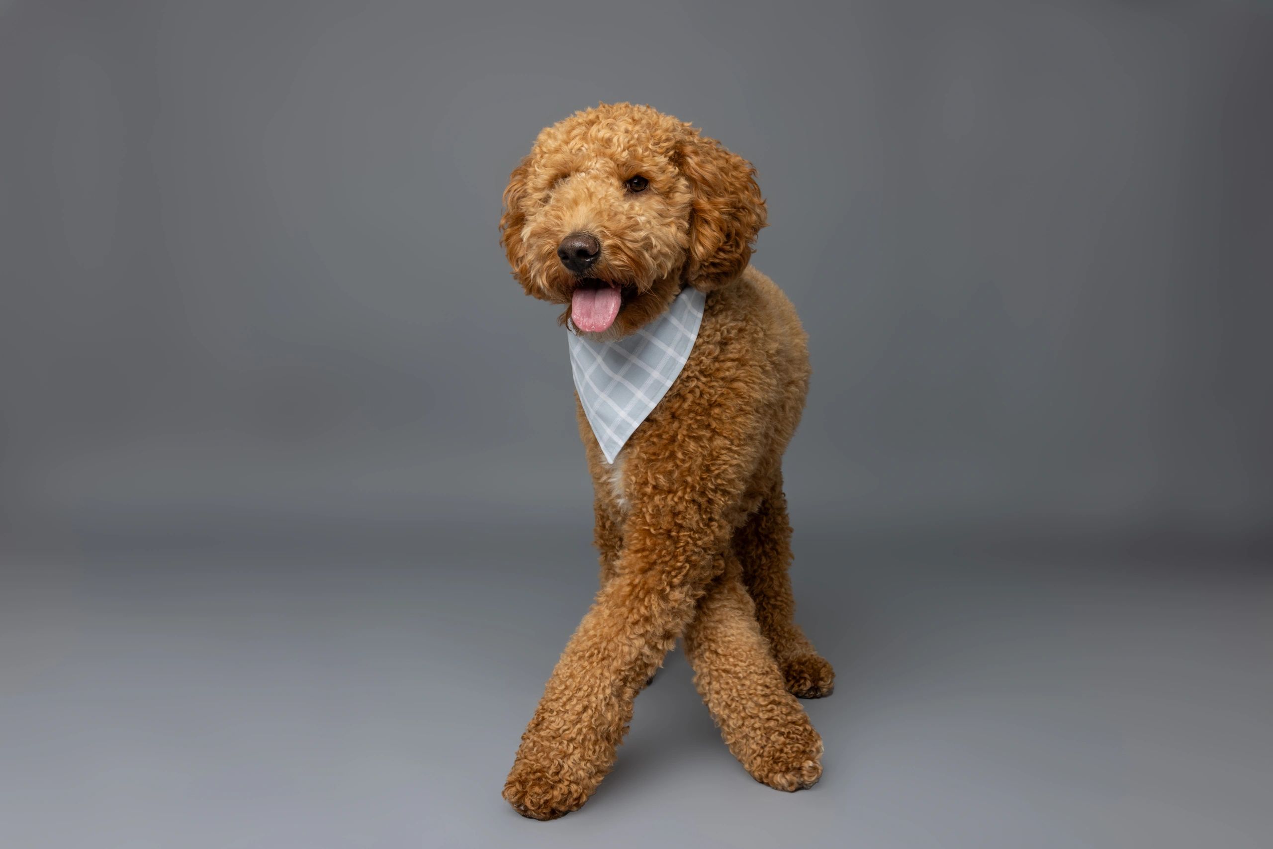 Apricot doodle puppy standing in studio